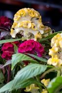 closeup photo of colorful celosia flowers in a garden