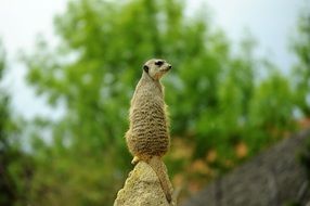 meerkat in nature