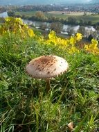 Mushroom on the meadow
