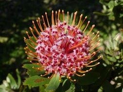 south africa garden