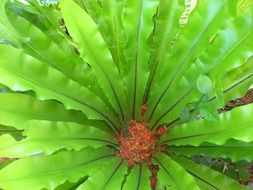 bird’s nest fern, top view