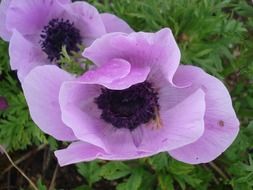 purple poppies on a bush close-up