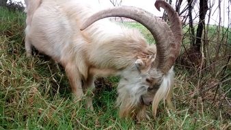 goat with big horns in nature