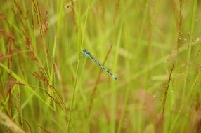 Blue Dragonfly in the grass