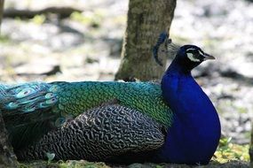 peacock is a representative of the fauna