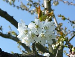 cherry blossom bouquet on a tree branch