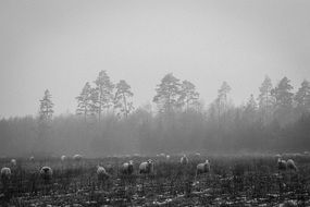 black and white picture of sheep flock