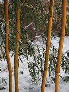 Bamboo plant in the snow