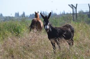 donkey and horse on farm