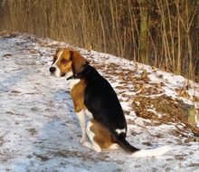 beagle dog sitting on snow