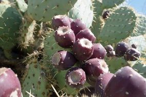 edible cactus in nature