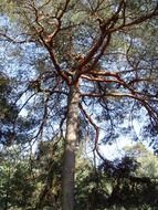 tree in a pine forest