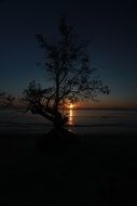 dark silhouette of a tree at sunset