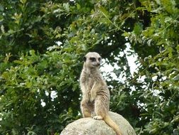 meerkat sitting on a stone in the wild