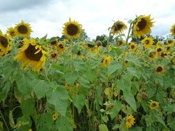 high sunflowers on the field close-up