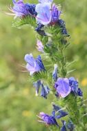 bruise ordinary is a grassy plant