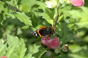 butterfly on a pink flower of a green bush in nature