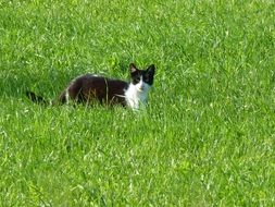 black and white cat lies in the grass