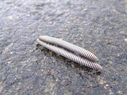 worms after rain close-up