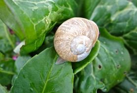 shell snail leaves green nature