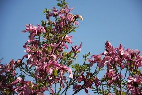magnolia flowers against a bright blue sky