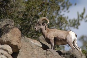 bighorn sheep on the rocks wildlife