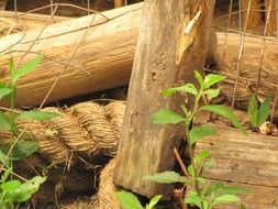 old rope wood