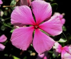 pink periwinkle with five petals close-up