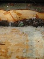 tree in the moss close up