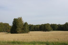 autumn field on a background of green forest