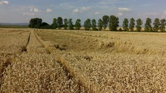 cornfield harvest season