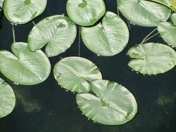 water lily ammersee