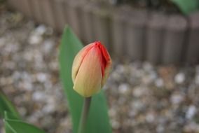 closed tulip flower closer view