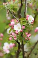 beautiful flowering bush in spring