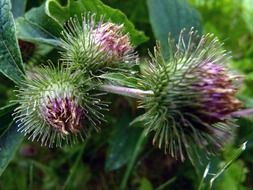 thistle weed