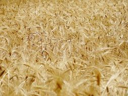 yellow wheat crops