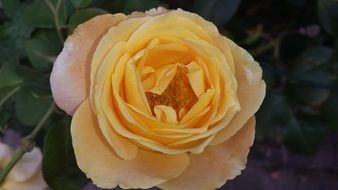 yellow rose summer blossom