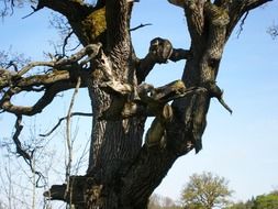 gnarled bare oak tree, detail