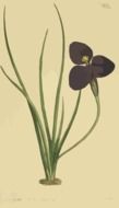 clipart of Patersonia sericea flowers