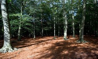 Autumnal woodland