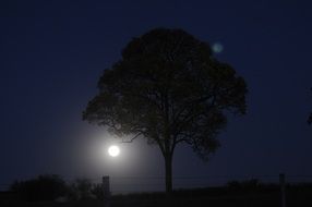 moonlight behind a tree at night