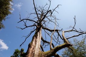 gnarled dead tree