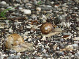 snails in nature