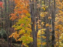 landscape in the forest with trees