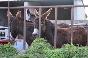 donkeys behind a metal fence