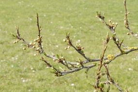 Colorful apple sprouts on the tree