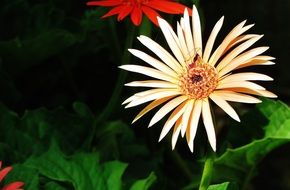 white flowers with thin petals