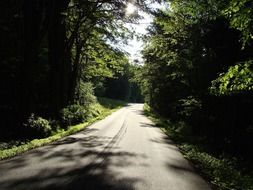 road the woods on a dark day