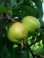 two green apple among leaves