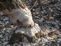beaver gnaw